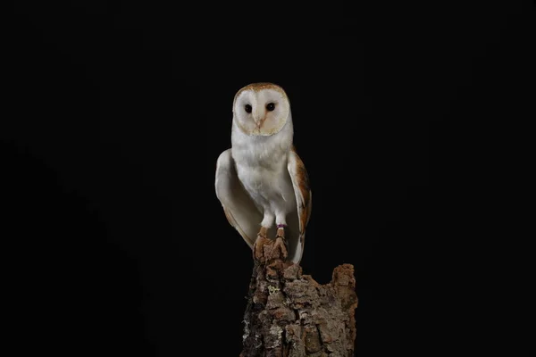 黒い背景にメンフクロウの肖像画 — ストック写真