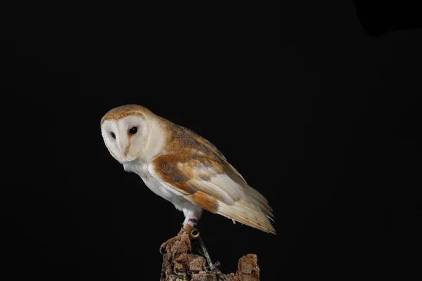 Portrait Hibou Des Clochers Sur Fond Noir — Photo