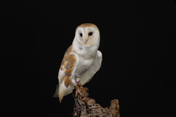 Portrait Barn Owl Black Background — Stock Photo, Image