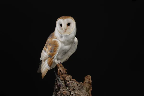 Portret Van Kerkuil Zwarte Achtergrond — Stockfoto