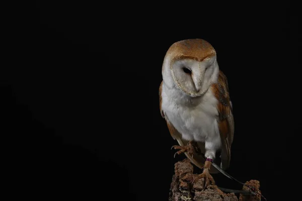 Portrait Barn Owl Black Background — Stock Photo, Image