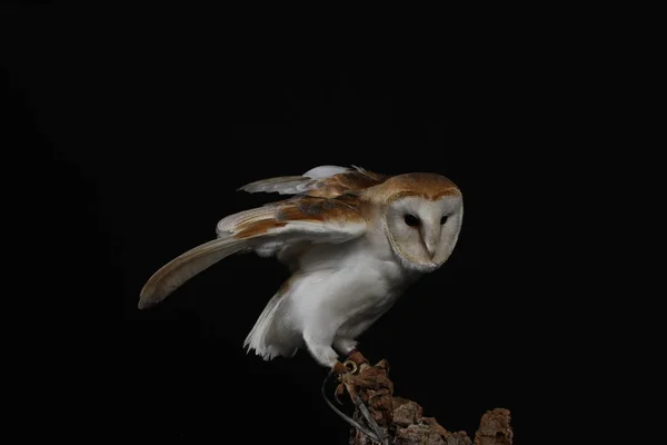 배경에 올빼미의 초상화 — 스톡 사진