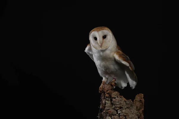 Porträt Der Schleiereule Auf Schwarzem Hintergrund — Stockfoto