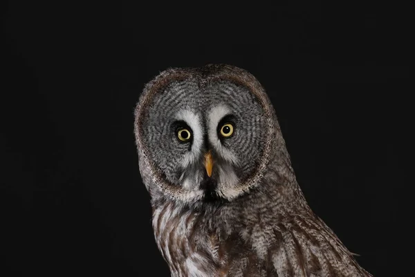 Portrait Great Grey Owl Black Background — Stock Photo, Image