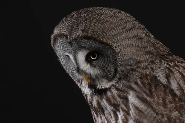 Büyük gri baykuş portre siyah arka plan üzerine