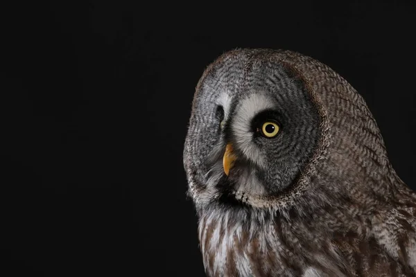 Portret Van Laplanduil Zwarte Achtergrond — Stockfoto