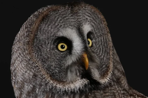 Portrait Great Grey Owl Black Background — Stock Photo, Image