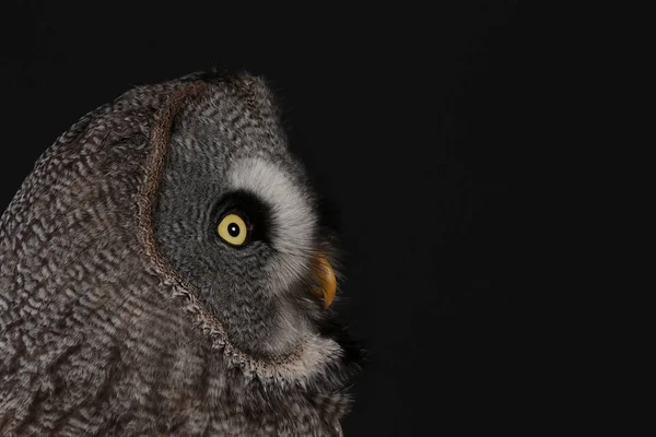 Porträt Der Großen Grauen Eule Auf Schwarzem Hintergrund — Stockfoto