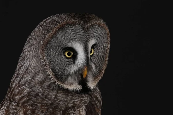 Portrait Great Grey Owl Black Background — Stock Photo, Image