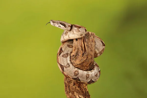 Primer Plano Lemon Blast Royal Python Sobre Fondo Borroso Verde — Foto de Stock