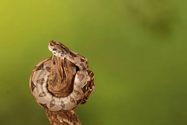 Close Lemon Blast Royal Python Fundo Verde Desfocado — Fotografia de Stock