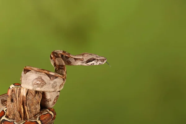 Close Lemon Blast Royal Python Green Blurred Background — Stock Photo, Image