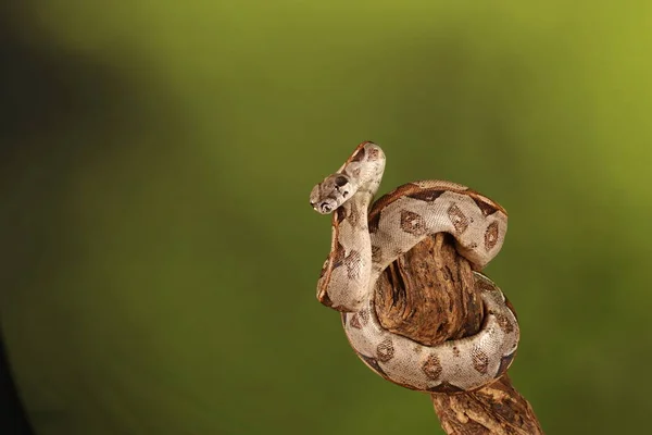 Primer Plano Lemon Blast Royal Python Sobre Fondo Borroso Verde — Foto de Stock