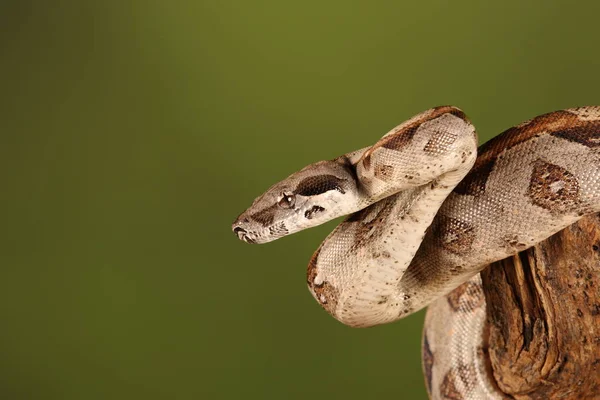 Close Lemon Blast Royal Python Fundo Verde Desfocado — Fotografia de Stock