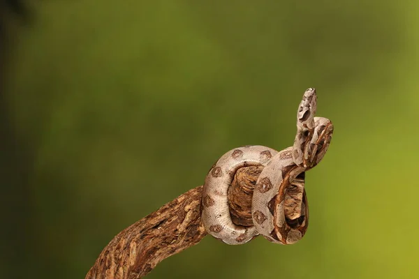 Primer Plano Lemon Blast Royal Python Sobre Fondo Borroso Verde — Foto de Stock