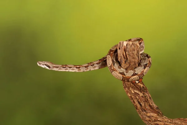 Primer Plano Lemon Blast Royal Python Sobre Fondo Borroso Verde — Foto de Stock