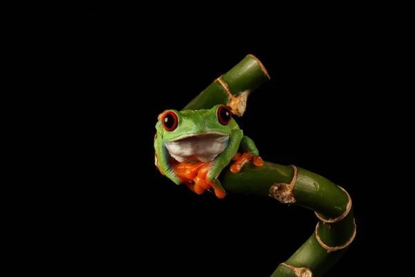 Rana Árbol Ojos Rojos Tallo Bambú — Foto de Stock