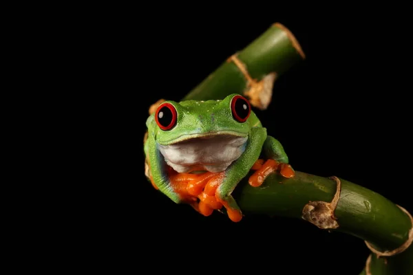 Bambu Kök Üzerinde Kırmızı Gözlü Ağaç Kurbağası — Stok fotoğraf