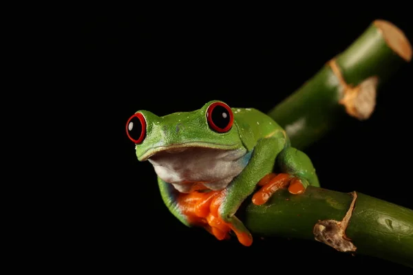 대나무 줄기에 개구리 — 스톡 사진