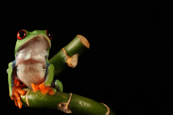 Red Eyed Tree Frog Bamboo Stem — Stock Photo, Image
