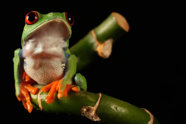 Rana Árbol Ojos Rojos Tallo Bambú — Foto de Stock