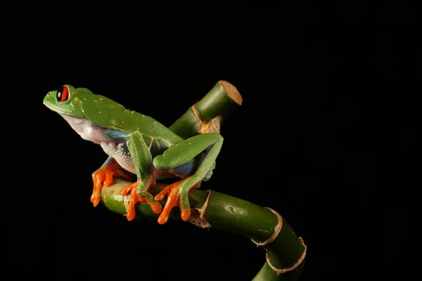 Bambu Kök Üzerinde Kırmızı Gözlü Ağaç Kurbağası — Stok fotoğraf