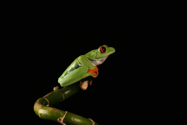 Rana Árbol Ojos Rojos Tallo Bambú — Foto de Stock