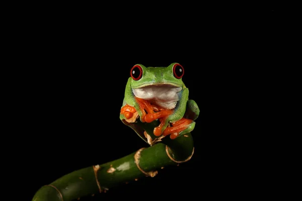 Rana Árbol Ojos Rojos Tallo Bambú — Foto de Stock