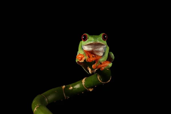 Red Eyed Tree Frog Bamboo Stem — Stock Photo, Image