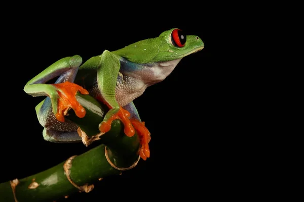 Rana Árbol Ojos Rojos Tallo Bambú — Foto de Stock