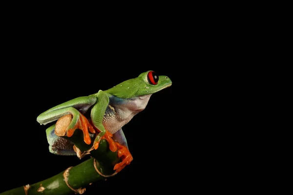 Bambu Kök Üzerinde Kırmızı Gözlü Ağaç Kurbağası — Stok fotoğraf