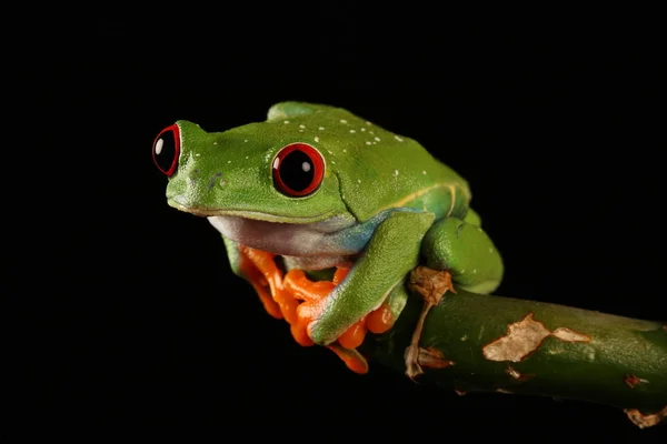 Rana Árbol Ojos Rojos Tallo Bambú — Foto de Stock