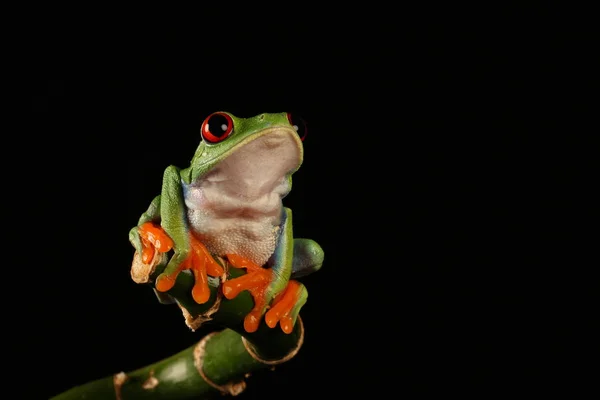 Grenouille Arborescente Aux Yeux Rouges Sur Tige Bambou — Photo