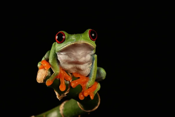 Grenouille Arborescente Aux Yeux Rouges Sur Tige Bambou — Photo