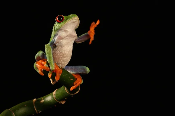 竹の茎に赤い目をしたアマガエル — ストック写真