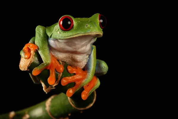 竹の茎に赤い目をしたアマガエル — ストック写真