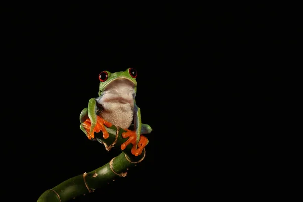 Olhos Vermelhos Caule Bambu — Fotografia de Stock