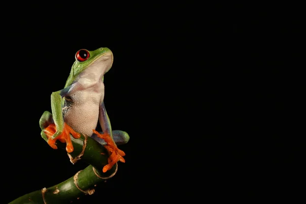 Red Eyed Tree Frog Bamboe Stam — Stockfoto