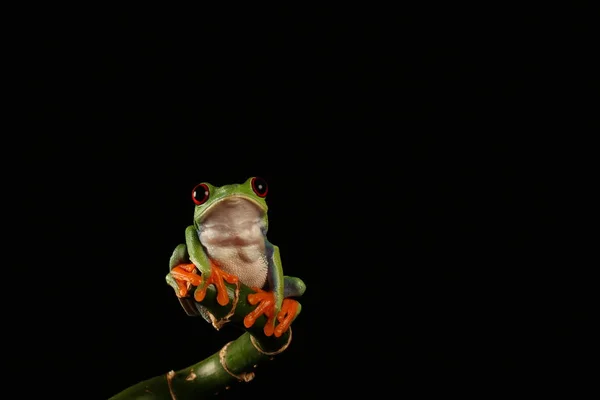 竹の茎に赤い目をしたアマガエル — ストック写真