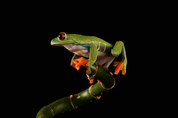 Grenouille Arborescente Aux Yeux Rouges Sur Tige Bambou — Photo