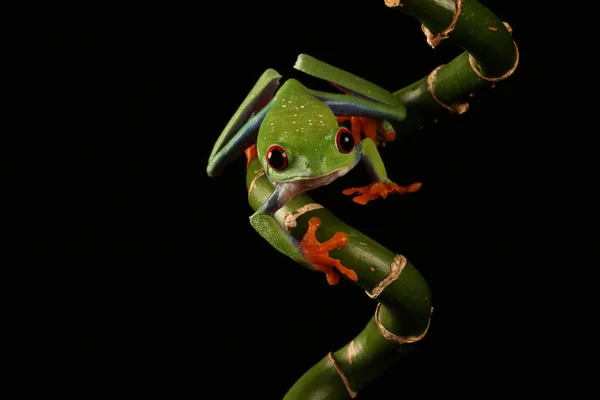 Olhos Vermelhos Caule Bambu — Fotografia de Stock