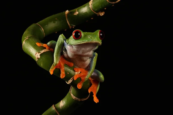 竹の茎に赤い目をしたアマガエル — ストック写真