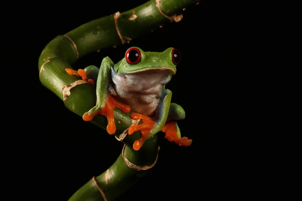대나무 줄기에 개구리 — 스톡 사진