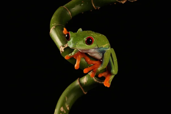 竹の茎に赤い目をしたアマガエル — ストック写真