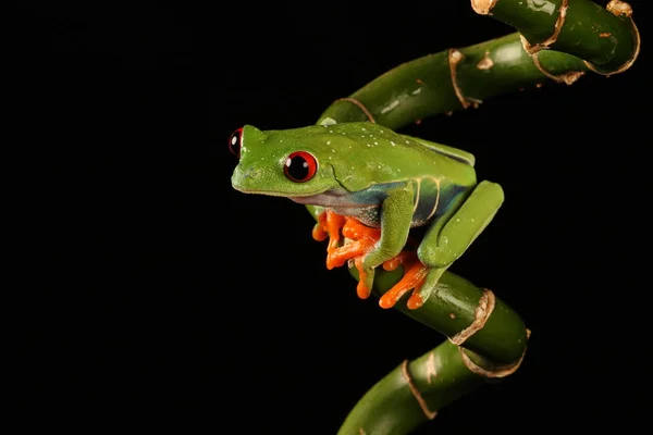 竹の茎に赤い目をしたアマガエル — ストック写真