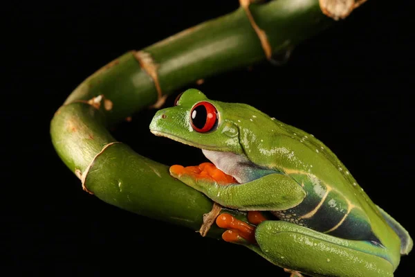 竹の茎に赤い目をしたアマガエル — ストック写真