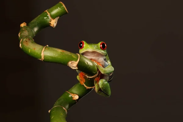 Red Eyed Tree Frog Bamboo Stem — Stock Photo, Image