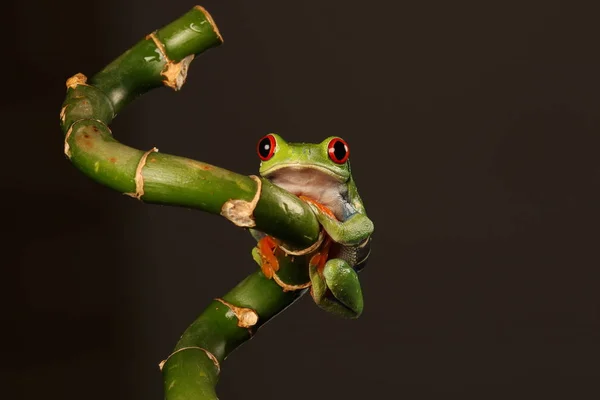 竹の茎に赤い目をしたアマガエル — ストック写真