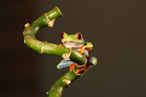 Red Eyed Tree Frog Bamboe Stam — Stockfoto