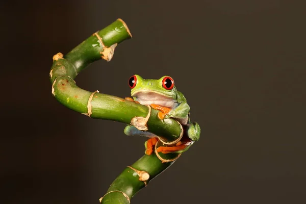 Red Eyed Tree Frog Bamboe Stam — Stockfoto